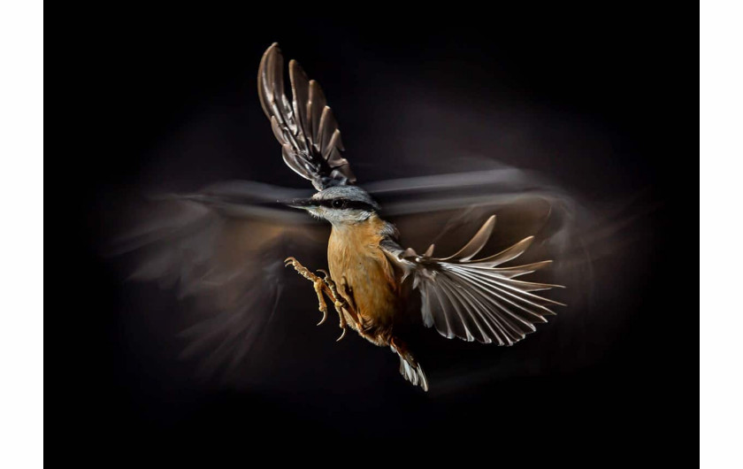 fot. Mark Williams / Bird Photographer of the Year 2021
