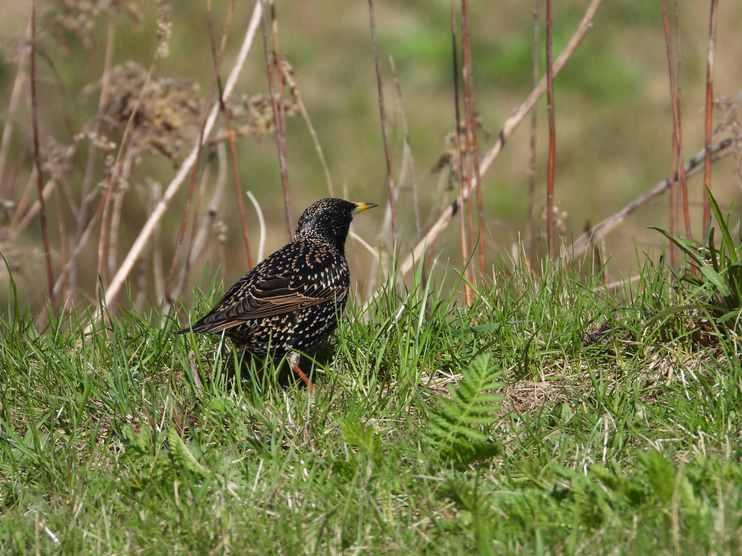 1/500 s, f/5.6, ISO 100, 800 mm