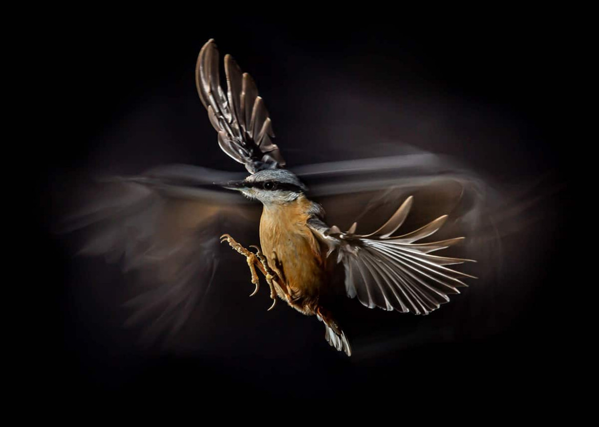 fot. Mark Williams / Bird Photographer of the Year 2021