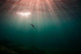 fot. Gábor Li / Bird Photographer of the Year 2021