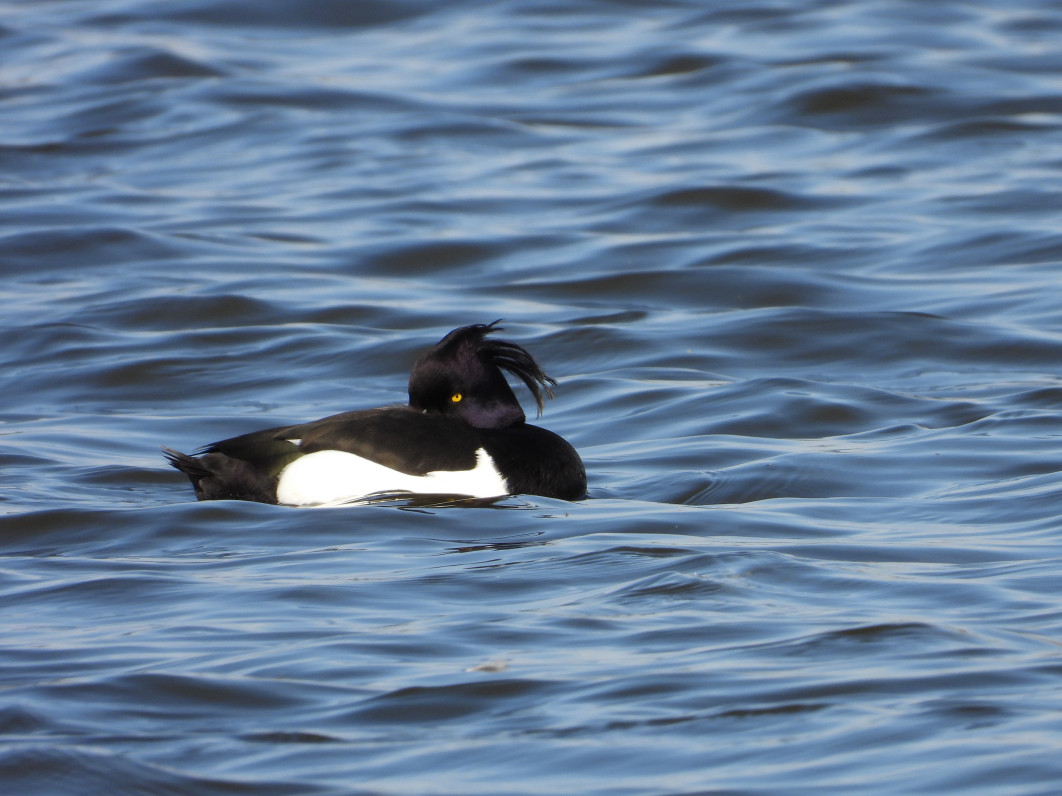 1/500 s, f/7.1, ISO 180, 2600 mm