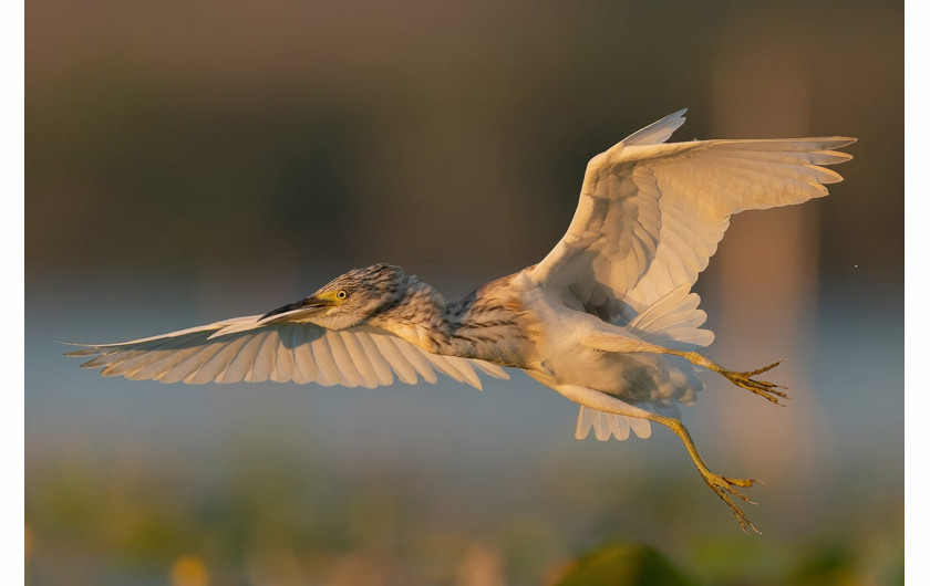 fot. Aguti Antonio / Bird Photographer of the Year 2021