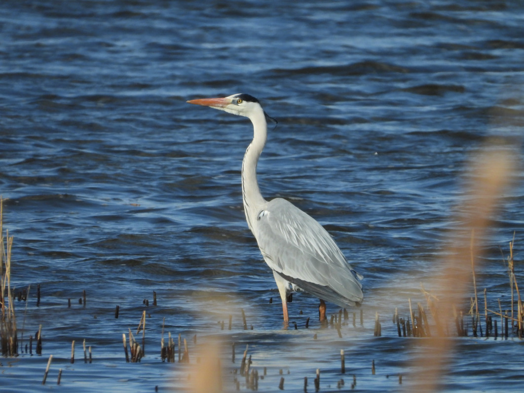 1/1250 s, f/7.1, ISO 400, 2000 mm