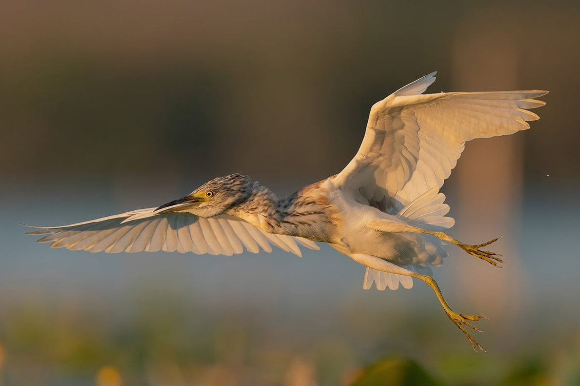 fot. Aguti Antonio / Bird Photographer of the Year 2021