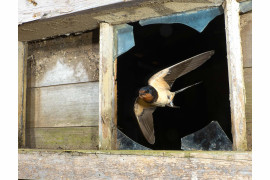 fot. David White / Bird Photographer of the Year 2021