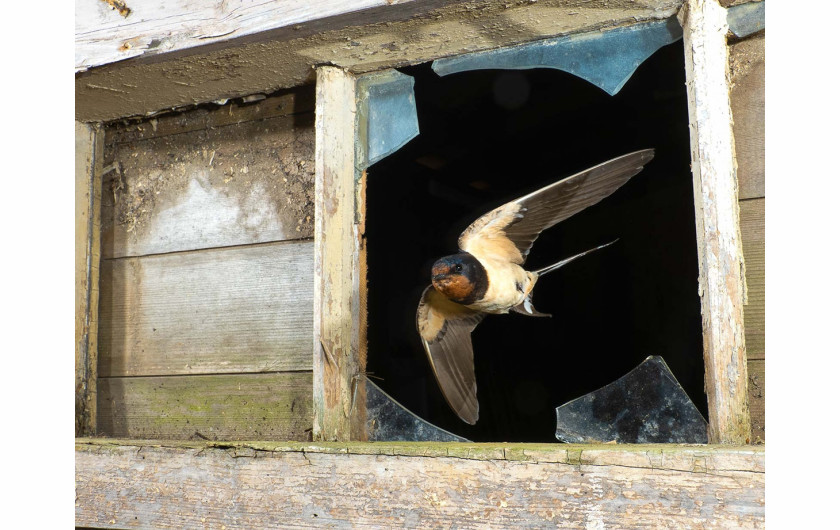 fot. David White / Bird Photographer of the Year 2021