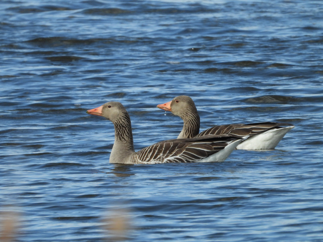 1/800 s, f/7.1, ISO 400, 2000 mm