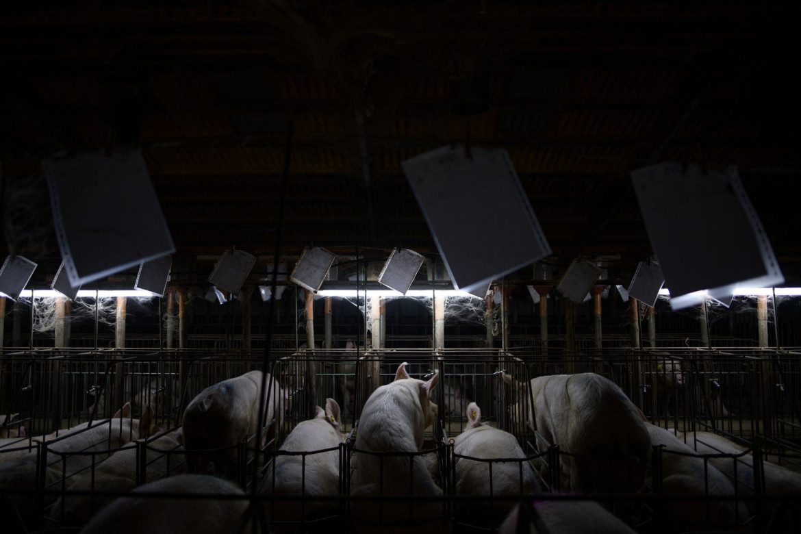 fot. Aitor Garmendia, Hiszpania, z cyklu: "Inside the Spanish Pork Industry:
The Pig Factory of Europe", 3 miejsce w kategorii "Środowisko - seria zdjęć" / World Press Photo 2021<br></br><br></br>

Hiszpania jest jednym z czterech największych światowych eksporterów wieprzowiny, obok Niemiec, USA i Danii. Unia Europejska jako całość konsumuje około 20 milionów ton wieprzowiny rocznie, a eksportuje około 13 procent swojej całkowitej produkcji, głównie do Azji Wschodniej, w szczególności do Chin. Finansowana przez UE kampania "Porozmawiajmy o wieprzowinie" została uruchomiona w Hiszpanii, Francji i Portugalii, a jej celem jest przeciwdziałanie fałszywym twierdzeniom dotyczącym produkcji mięsa i konsumpcji wieprzowiny w Europie oraz pokazanie, że sektor ten spełnia najwyższe standardy zrównoważonego rozwoju, bezpieczeństwa biologicznego i bezpieczeństwa żywności na świecie. Standardy te obejmują gwarancje, że zwierzęta nie cierpią bólu i że mają wystarczająco dużo miejsca, aby się swobodnie poruszać. Z drugiej strony, grupy broniące praw zwierząt twierdzą, że takie praktyki jak rutynowe obcinanie ogonów i ciasne klatki ciążowe dla loch stanowią znęcanie się nad zwierzętami, a ból i cierpienie zwierząt są powszechne. Śledczy zajmujący się prawami zwierząt twierdzą, że przemysł utrudnia dostęp do ferm i że są zmuszeni do zdobywania dostępu do takich obiektów potajemnie, często w nocy, w celu udokumentowania tego, co dzieje się w środku. Zdjęcia te zostały zrobione podczas kilku takich wtargnięć, w różnych okresach, w różnych zakładach na terenie Hiszpanii.
