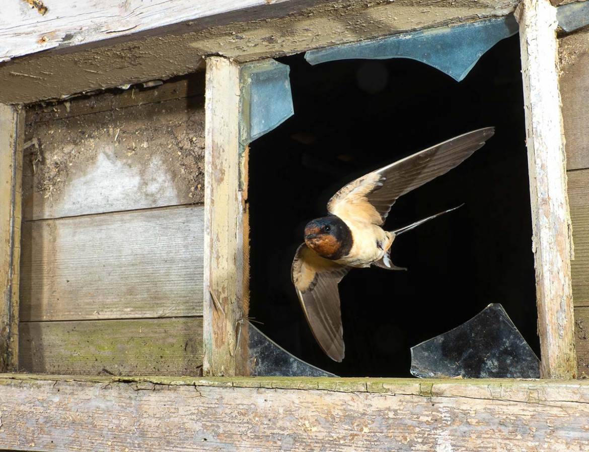 fot. David White / Bird Photographer of the Year 2021