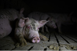 fot. Aitor Garmendia, Hiszpania, z cyklu: "Inside the Spanish Pork Industry:
The Pig Factory of Europe", nominacja w kategorii "Środowisko - seria zdjęć" / World Press Photo 2021<br></br><br></br>

Hiszpania jest jednym z czterech największych światowych eksporterów wieprzowiny, obok Niemiec, USA i Danii. Unia Europejska jako całość konsumuje około 20 milionów ton wieprzowiny rocznie, a eksportuje około 13 procent swojej całkowitej produkcji, głównie do Azji Wschodniej, w szczególności do Chin. Finansowana przez UE kampania "Porozmawiajmy o wieprzowinie" została uruchomiona w Hiszpanii, Francji i Portugalii, a jej celem jest przeciwdziałanie fałszywym twierdzeniom dotyczącym produkcji mięsa i konsumpcji wieprzowiny w Europie oraz pokazanie, że sektor ten spełnia najwyższe standardy zrównoważonego rozwoju, bezpieczeństwa biologicznego i bezpieczeństwa żywności na świecie. Standardy te obejmują gwarancje, że zwierzęta nie cierpią bólu i że mają wystarczająco dużo miejsca, aby się swobodnie poruszać. Z drugiej strony, grupy broniące praw zwierząt twierdzą, że takie praktyki jak rutynowe obcinanie ogonów i ciasne klatki ciążowe dla loch stanowią znęcanie się nad zwierzętami, a ból i cierpienie zwierząt są powszechne. Śledczy zajmujący się prawami zwierząt twierdzą, że przemysł utrudnia dostęp do ferm i że są zmuszeni do zdobywania dostępu do takich obiektów potajemnie, często w nocy, w celu udokumentowania tego, co dzieje się w środku. Zdjęcia te zostały zrobione podczas kilku takich wtargnięć, w różnych okresach, w różnych zakładach na terenie Hiszpanii.
