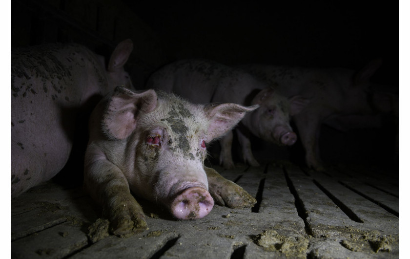 fot. Aitor Garmendia, Hiszpania, z cyklu: Inside the Spanish Pork Industry:
The Pig Factory of Europe, 3 miejsce w kategorii Środowisko - seria zdjęć / World Press Photo 2021

Hiszpania jest jednym z czterech największych światowych eksporterów wieprzowiny, obok Niemiec, USA i Danii. Unia Europejska jako całość konsumuje około 20 milionów ton wieprzowiny rocznie, a eksportuje około 13 procent swojej całkowitej produkcji, głównie do Azji Wschodniej, w szczególności do Chin. Finansowana przez UE kampania Porozmawiajmy o wieprzowinie została uruchomiona w Hiszpanii, Francji i Portugalii, a jej celem jest przeciwdziałanie fałszywym twierdzeniom dotyczącym produkcji mięsa i konsumpcji wieprzowiny w Europie oraz pokazanie, że sektor ten spełnia najwyższe standardy zrównoważonego rozwoju, bezpieczeństwa biologicznego i bezpieczeństwa żywności na świecie. Standardy te obejmują gwarancje, że zwierzęta nie cierpią bólu i że mają wystarczająco dużo miejsca, aby się swobodnie poruszać. Z drugiej strony, grupy broniące praw zwierząt twierdzą, że takie praktyki jak rutynowe obcinanie ogonów i ciasne klatki ciążowe dla loch stanowią znęcanie się nad zwierzętami, a ból i cierpienie zwierząt są powszechne. Śledczy zajmujący się prawami zwierząt twierdzą, że przemysł utrudnia dostęp do ferm i że są zmuszeni do zdobywania dostępu do takich obiektów potajemnie, często w nocy, w celu udokumentowania tego, co dzieje się w środku. Zdjęcia te zostały zrobione podczas kilku takich wtargnięć, w różnych okresach, w różnych zakładach na terenie Hiszpanii.
