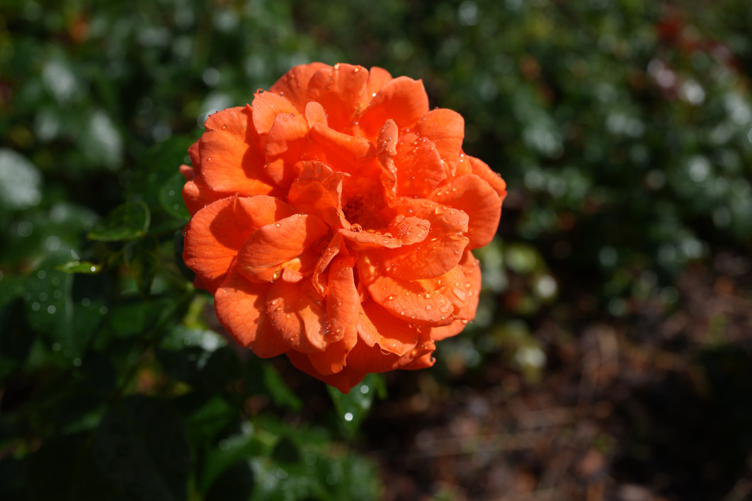 1/320 s, f/8, ISO 100, 35 mm 