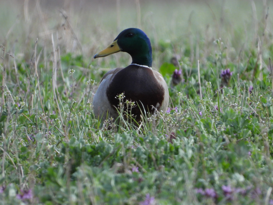 1/320 s, f/8, ISO 400, 3000 mm