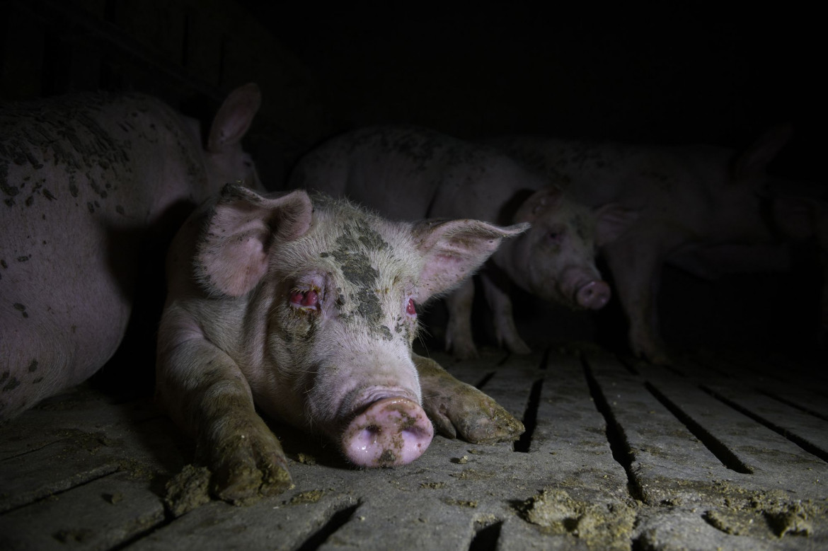 fot. Aitor Garmendia, Hiszpania, z cyklu: "Inside the Spanish Pork Industry:
The Pig Factory of Europe", nominacja w kategorii "Środowisko - seria zdjęć" / World Press Photo 2021<br></br><br></br>

Hiszpania jest jednym z czterech największych światowych eksporterów wieprzowiny, obok Niemiec, USA i Danii. Unia Europejska jako całość konsumuje około 20 milionów ton wieprzowiny rocznie, a eksportuje około 13 procent swojej całkowitej produkcji, głównie do Azji Wschodniej, w szczególności do Chin. Finansowana przez UE kampania "Porozmawiajmy o wieprzowinie" została uruchomiona w Hiszpanii, Francji i Portugalii, a jej celem jest przeciwdziałanie fałszywym twierdzeniom dotyczącym produkcji mięsa i konsumpcji wieprzowiny w Europie oraz pokazanie, że sektor ten spełnia najwyższe standardy zrównoważonego rozwoju, bezpieczeństwa biologicznego i bezpieczeństwa żywności na świecie. Standardy te obejmują gwarancje, że zwierzęta nie cierpią bólu i że mają wystarczająco dużo miejsca, aby się swobodnie poruszać. Z drugiej strony, grupy broniące praw zwierząt twierdzą, że takie praktyki jak rutynowe obcinanie ogonów i ciasne klatki ciążowe dla loch stanowią znęcanie się nad zwierzętami, a ból i cierpienie zwierząt są powszechne. Śledczy zajmujący się prawami zwierząt twierdzą, że przemysł utrudnia dostęp do ferm i że są zmuszeni do zdobywania dostępu do takich obiektów potajemnie, często w nocy, w celu udokumentowania tego, co dzieje się w środku. Zdjęcia te zostały zrobione podczas kilku takich wtargnięć, w różnych okresach, w różnych zakładach na terenie Hiszpanii.
