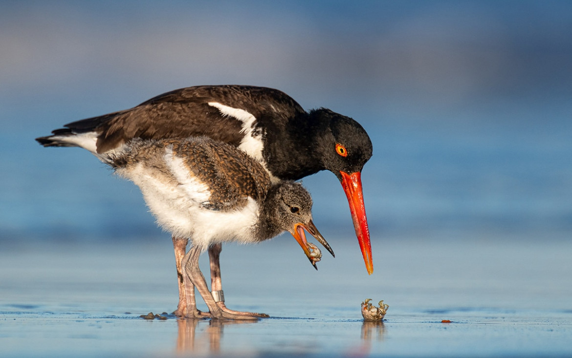 fot. James Wilcox / Bird Photographer of the Year 2021