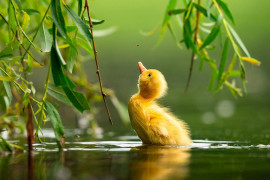 fot. Zdeněk Jakl / Bird Photographer of the Year 2021