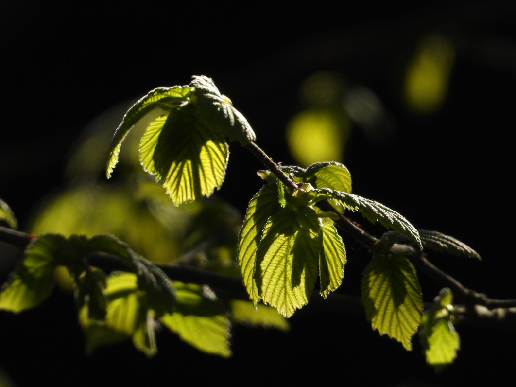 1/500 s, f/7.1, ISO 140, 1800 mm