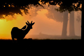 fot. Amanda Cook / Bird Photographer of the Year 2021