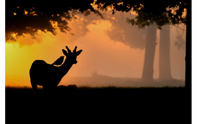 fot. Amanda Cook / Bird Photographer of the Year 2021