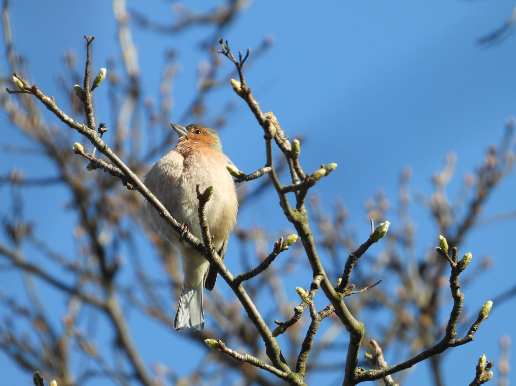 1/500 s, f/7.1, ISO 360, 2000 mm