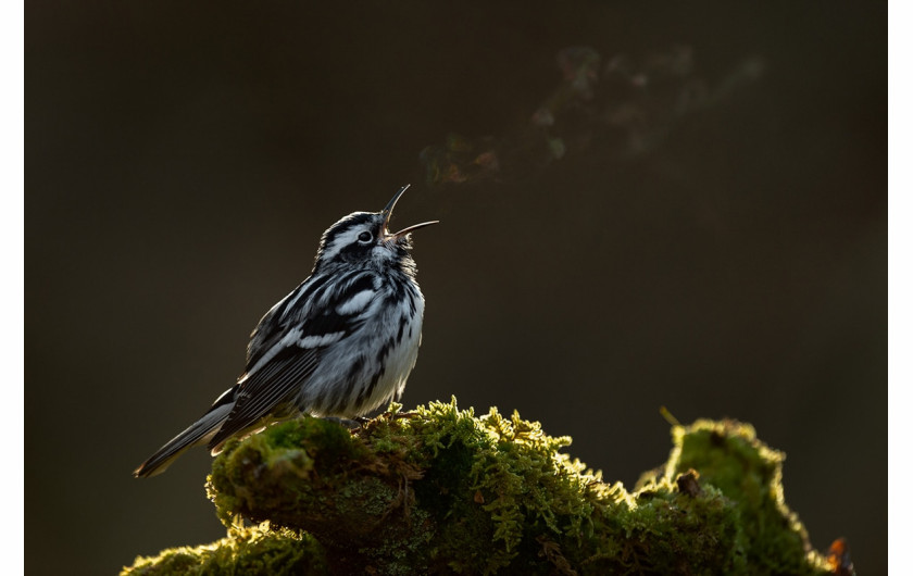 fot. Raymond Hennessy / Bird Photographer of the Year 2021