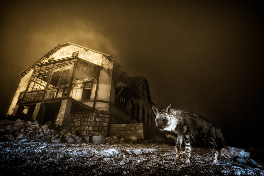 Ogłoszono laureatów Wildlife Photographer of the Year 2025. Zwyciężyło zdjęcie hieny Wima van den Heevera z RPA