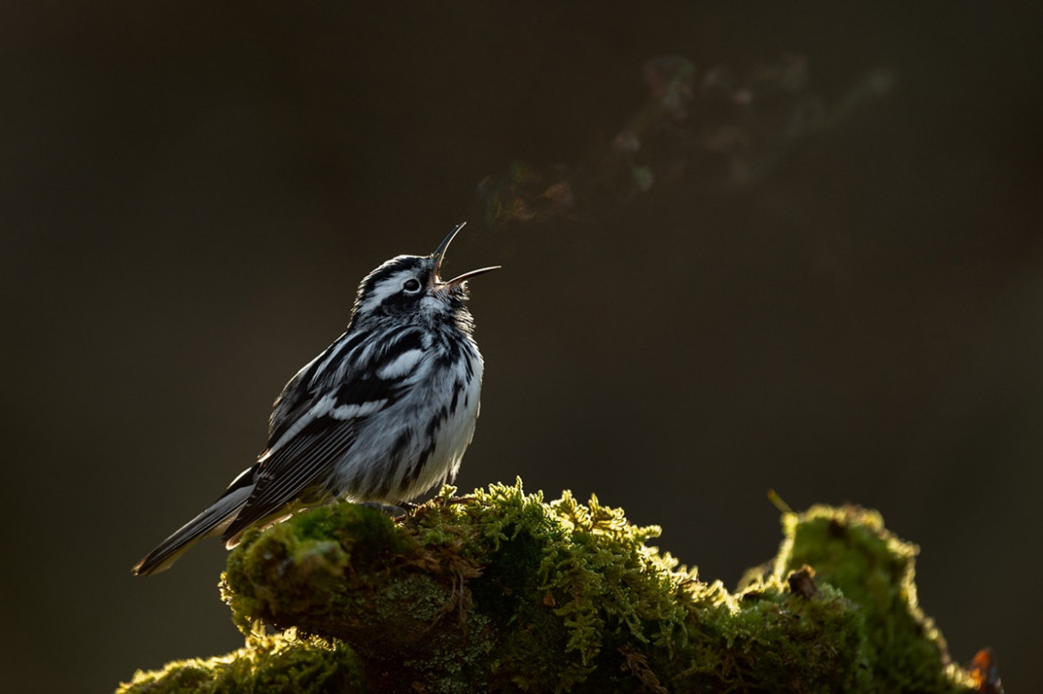 fot. Raymond Hennessy / Bird Photographer of the Year 2021