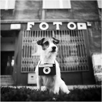 Jack Russell Terrier na fotografiach Michała Sikorskiego