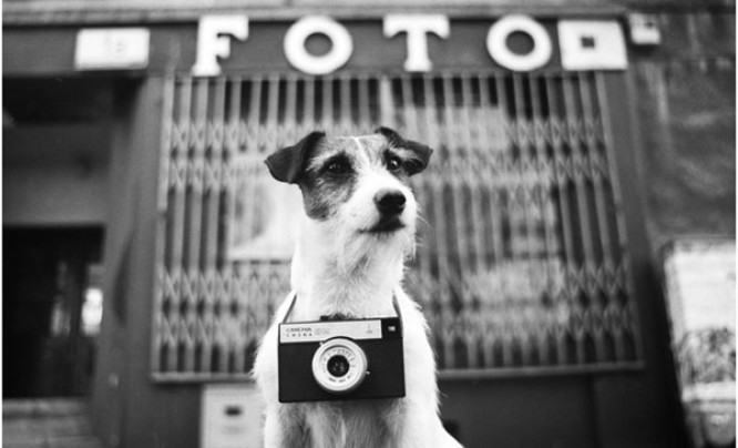 Jack Russell Terrier na fotografiach Michała Sikorskiego