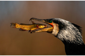 fot. Irma Szabo / Bird Photographer of the Year 2021