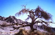 Jan Wardach na pustyni Negev