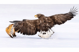 fot. Fahad Alenezi / Bird Photographer of the Year 2021