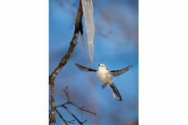 fot. Irene Waring / Bird Photographer of the Year 2021