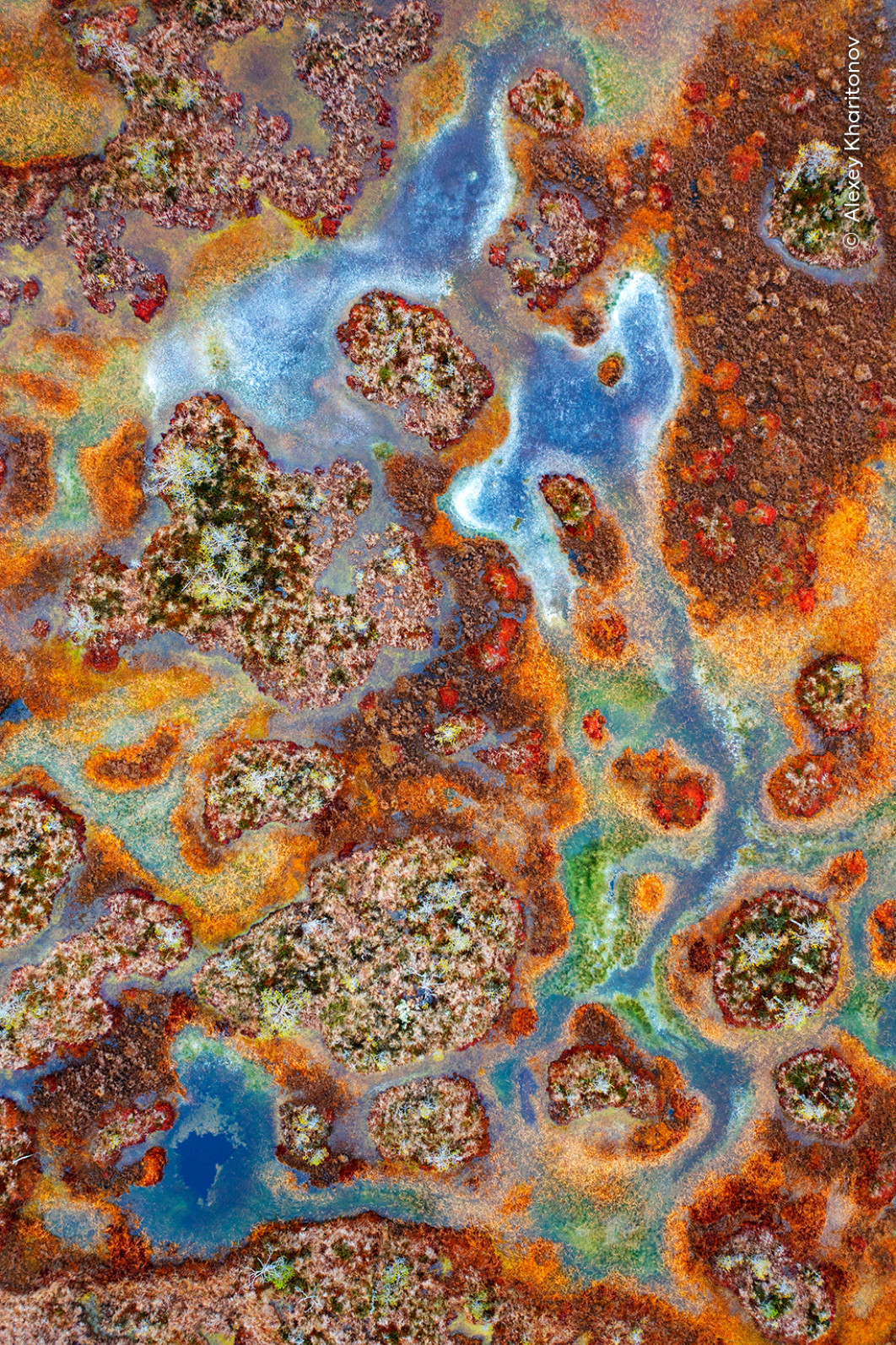 <strong>Z cyklu "Taiga Tapestry", fot. Alexey Kharitonov, Zwycięzca w kategorii Portfolio, Wildlife Photographer of the Year 2025</strong>
<br />
Alexey Kharitonov (Izrael/Rosja) odnajduje sztukę w nieoczywistych perspektywach rosyjskich północnych mokradeł.
Pod szarym niebem torfowisko Mukhinskoye przypomina kalejdoskop barw.
Niebieskie jeziora i kanały otoczone białym lodem kontrastują z zielenią i żółcią traw oraz rozległymi połaciami mchów torfowców.
Podczas krótkiej jesieni mchy te przybierają intensywne odcienie pomarańczy i czerwieni.