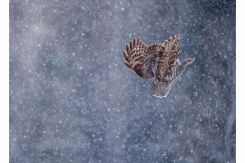 fot. Scott Suriano / Bird Photographer of the Year 2021