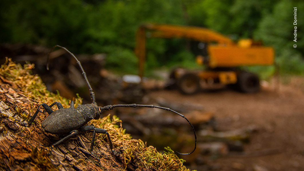 <strong>After the Destruction, fot. Andrea Dominizi, Young Grand Title Winner 2025, Wildlife Photographer of the Year 2025</strong>
<br />
Andrea Dominizi (Włochy) dostrzegł chrząszcza, który wyglądał niczym strażnik obserwujący intruza.
Zauważył go podczas spaceru w górach Lepini w środkowych Włoszech, na terenie, gdzie dawniej wycinano stare buki.
Korzystając z obiektywu szerokokątnego i lampy błyskowej ustawionej poza aparatem, uchwycił owada na tle opuszczonych maszyn.
Fotografia Andrei opowiada przejmującą historię utraty siedlisk.
Koziorogi drążą korytarze w martwym drewnie, umożliwiając grzybom wnikanie do środka i wspomagając rozkład oraz obieg składników odżywczych.
Gdy ich siedliska zostają naruszone lub zniszczone, konsekwencje odczuwają całe ekosystemy.