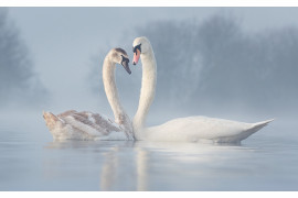 fot. Diana Schmies / Bird Photographer of the Year 2021