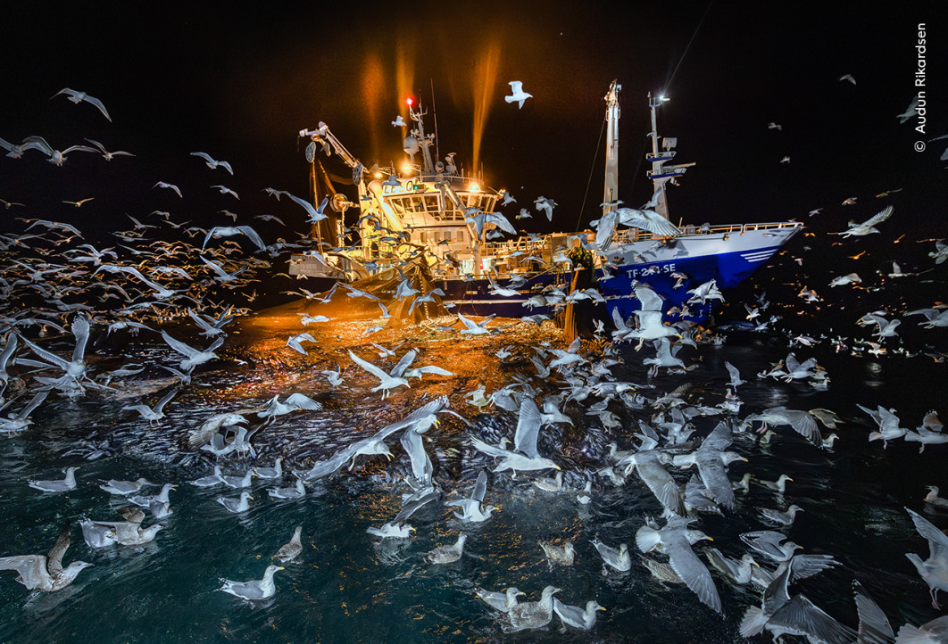 <strong>
The Feast, fot. Audun Rikardsen, Zwycięzca kategorii Oceans – The Bigger Picture, Wildlife Photographer of the Year 2025</strong>
<br />
Audun Rikardsen (Norwegia) uchwycił kuter rybacki podczas nocy polarnej na północy Norwegii.
Udało mu się sfotografować stado mew próbujących złapać ryby uwięzione w sieciach.
Ptaki nauczyły się podążać za dźwiękiem łodzi, by odnaleźć ucztę złożoną ze śledzi.
Prace Auduna mają zwrócić uwagę na trwający konflikt między ptakami morskimi a przemysłem rybackim.
Każdego roku wiele ptaków tonie w sieciach lub wokół nich.
Niektóre gospodarstwa rybne i naukowcy testują rozwiązania, takie jak szybsze opuszczanie sieci w wodę, by były mniej dostępne dla ptaków.