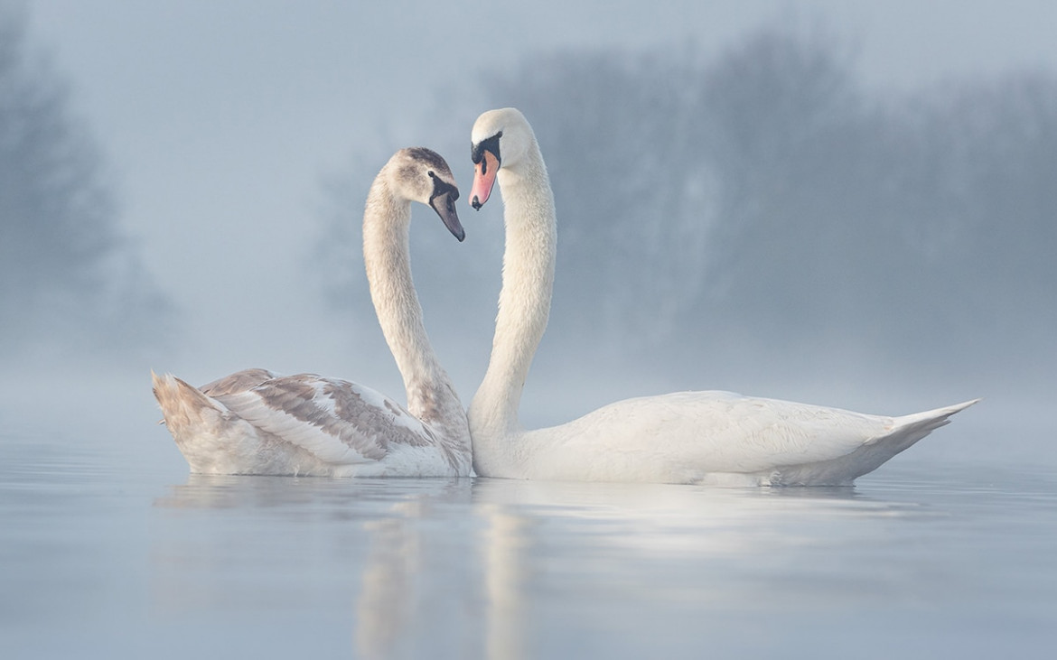 fot. Diana Schmies / Bird Photographer of the Year 2021