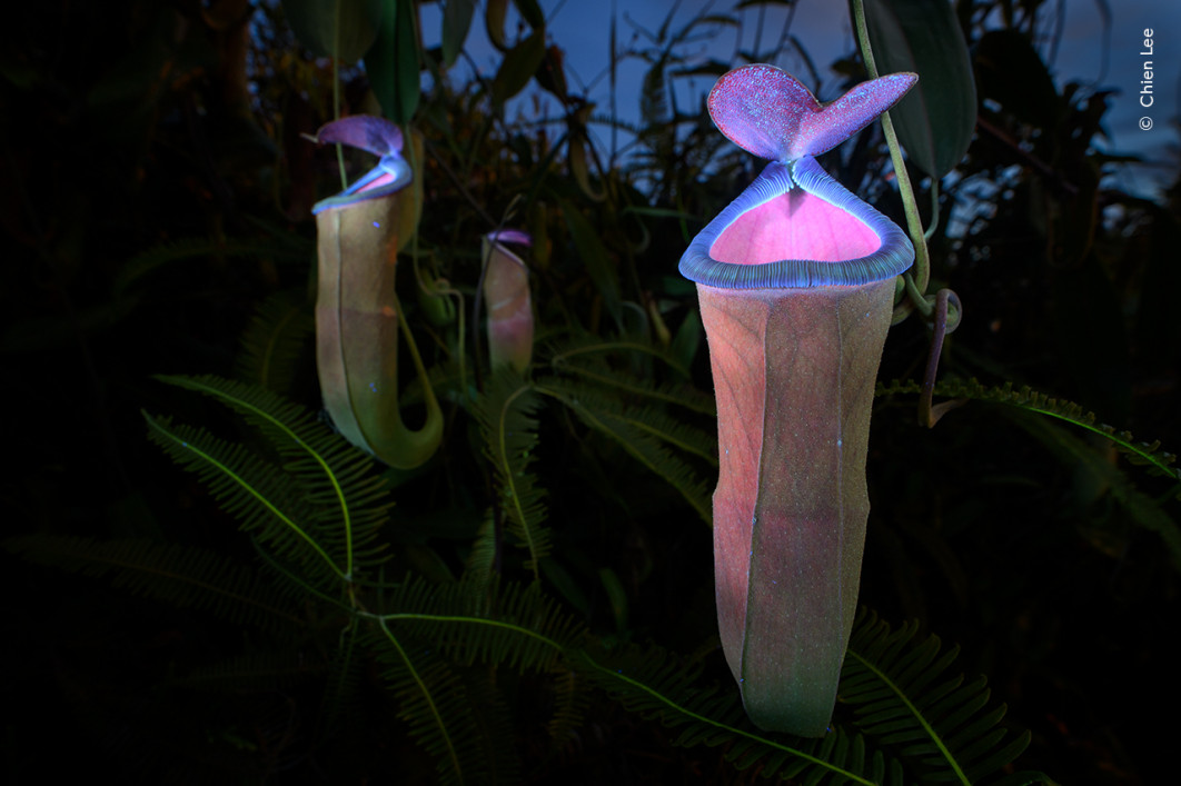 <strong>
Deadly Allure, fot. Chien Lee, Zwycięzca kategorii Plants and Fungi, Wildlife Photographer of the Year 2025</strong>
<br />
Chien Lee (Malezja) wykorzystał latarkę UV, by ukazać fluorescencyjny świat owadożernej rośliny dzbanecznikowej.
Owady potrafią widzieć światło ultrafioletowe, ale ludzkie oko już nie. Dlatego Chien użył długiego naświetlania i latarki UV.
Czekał do zmierzchu i miał zaledwie pięć minut, zanim znikło resztkowe światło oświetlające tło.
Niektóre mięsożerne dzbaneczniki odbijają promieniowanie UV na określonych częściach liści jako element swojej „prezentacji”.
Wabią w ten sposób owady kolorem, zapachem i nektarem, by zwabić je do zbiorników z sokami trawiennymi znajdującymi się u podstawy liści.