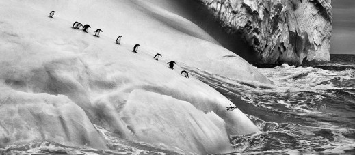 Polska premiera „Genesis” Sebastião Salgado