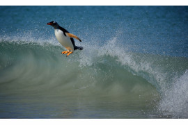 fot. Tom Schandy / Bird Photographer of the Year 2021