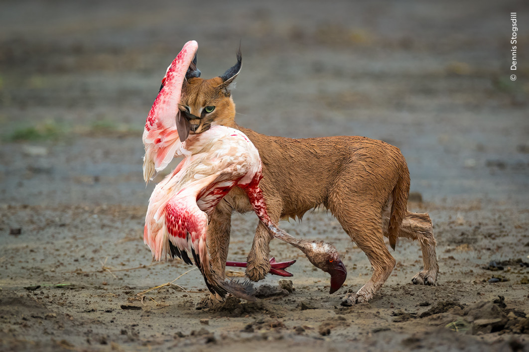 <strong>
Cat Amongst the Flamingos, fot. Dennis Stogsdill, Zwycięzca kategorii Behaviour: Mammals, Wildlife Photographer of the Year 2025</strong>
<br />
Dennis Stogsdill (USA) był świadkiem niezwykłej sceny w Parku Narodowym Serengeti w Tanzanii – karakala polującego na flaminga.
Przez kilka dni fotograf wypatrywał dzikich kotów, takich jak serwale, gdy nagle przez radio dotarła wiadomość o obserwacji przy jeziorze Ndutu.
Okazało się jednak, że nie był to serwal, lecz karakal, który z powodzeniem polował na brodzące flamingi.
Karakale mają bardzo zróżnicowaną dietę – od owadów po antylopy – a słyną przede wszystkim z akrobatycznych skoków, dzięki którym potrafią chwytać ptaki w locie.
Jednak przypadki polowania tych kotów na flamingi należą do niezwykle rzadkich i prawie nie są udokumentowane.
