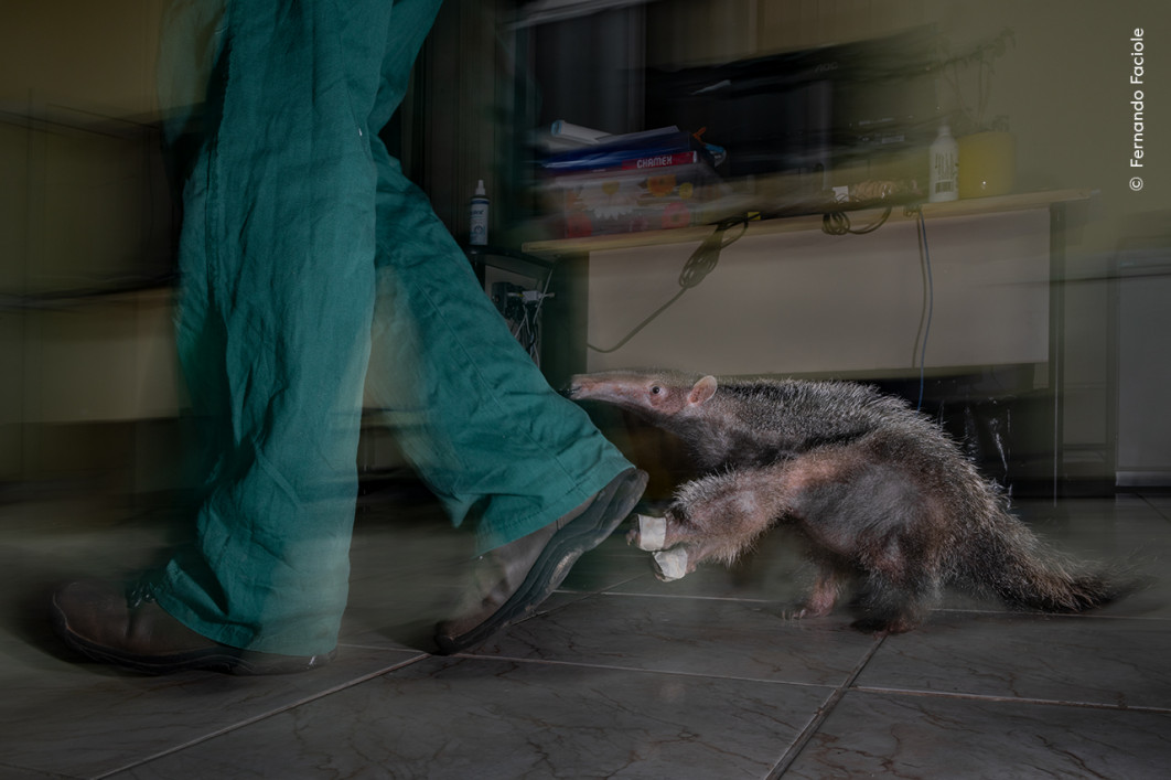 <strong>Orphan of the Road, fot. Fernando Faciole, Zwycięzca kategorii Impact Award, Wildlife Photographer of the Year 2025</strong>
<br />
Fernando Faciole (Brazylia) sfotografował osieroconego młodego mrówkojada olbrzymiego, który po wieczornym karmieniu podążał za swoim opiekunem w ośrodku rehabilitacyjnym.
Fotograf chciał zwrócić uwagę na skutki kolizji drogowych – jednej z głównych przyczyn spadku populacji mrówkojadów w Brazylii. Matka tego malucha zginęła pod kołami samochodu, a nadzieją jest, że po zdobyciu niezbędnych umiejętności przetrwania pod okiem opiekuna zostanie on ponownie wypuszczony na wolność.
Oprócz pracy ośrodków rehabilitacyjnych, projekt Anteaters and Highways realizowany przez Instytut Ochrony Zwierząt Dzikich opracowuje strategie zmniejszenia liczby wypadków z udziałem mrówkojadów na brazylijskich drogach. Obejmują one m.in. budowę ogrodzeń i podziemnych tuneli, które pozwalają tym zwierzętom bezpiecznie przekraczać jezdnie.