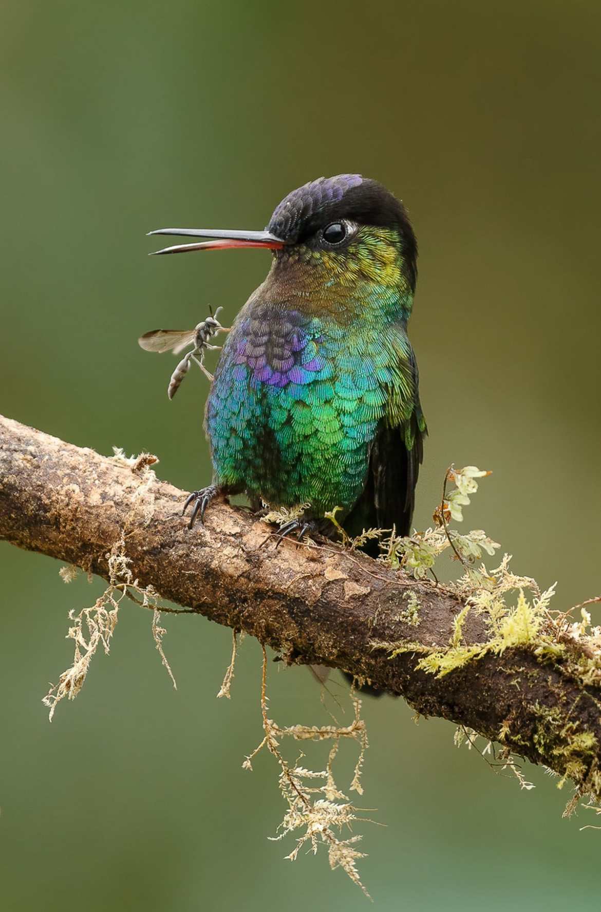 fot. Gail Bisson / Bird Photographer of the Year 2021