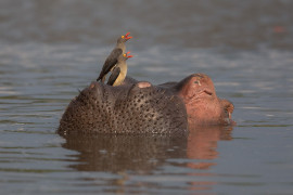 fot. Daniela Anger / Bird Photographer of the Year 2021