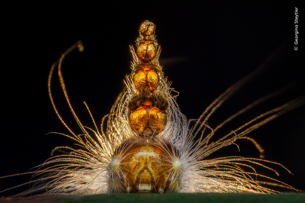 <strong>Mad Hatterpillar, fot. Georgina Steytler, Zwycięzca kategorii Behaviour: Invertebrates, Wildlife Photographer of the Year 2025</strong>
<br />
Georgina Steytler (Australia) prezentuje niezwykłe „nakrycie głowy” gąsienicy Uraba lugens.
Fotografka od lat wypatrywała tego owada. Kiedy zauważyła nadgryzione liście eukaliptusa, wiedziała, że to miejsce żerowania gąsienicy.
Zdjęcie wykonała pod światło zachodzącego słońca, a lampa błyskowa doświetliła żywą głowę u podstawy tej osobliwej konstrukcji.
Nietypowe „nakrycie” tworzą stare oskórki głowy, które gąsienica zachowuje przy każdym linieniu.
Powstała w ten sposób wieżyczka prawdopodobnie chroni ją przed atakami drapieżników.