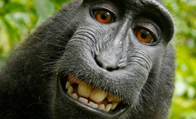 Autoportret makaka: fotograf kontra Wikipedia
