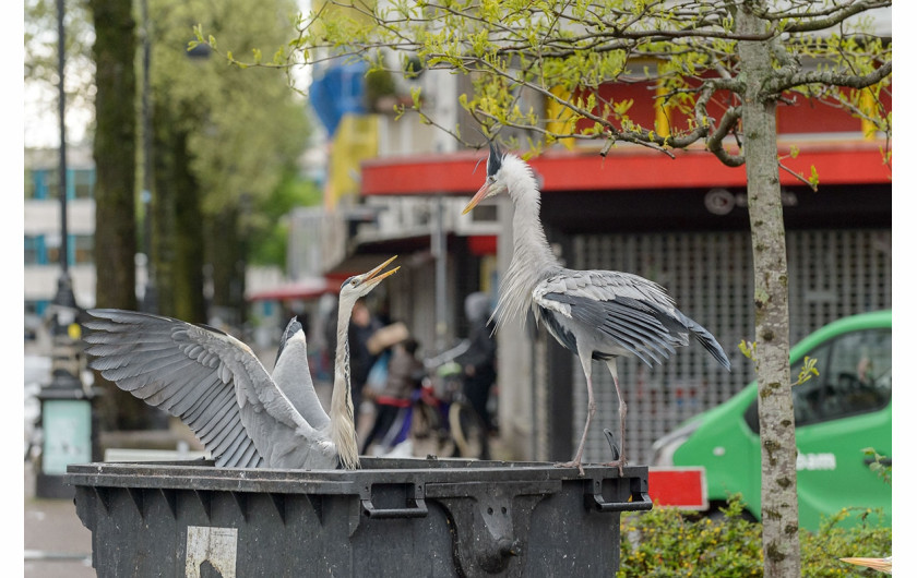 fot. Terry Whittaker / Bird Photographer of the Year 2021