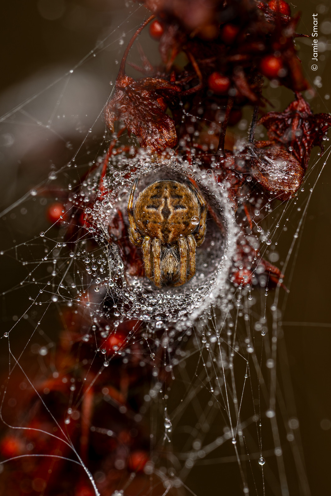 <strong>The Weaver's Lair, fot. Jamie Smart, Zwycięzca kategorii 10 Years and Under, Wildlife Photographer of the Year 2025</strong>
<br />
Jamie Smart (Wielka Brytania) dostrzegła pająka z rodziny krzyżakowatych w jego jedwabnym schronieniu podczas chłodnego wrześniowego poranka.
Najpierw zauważyła sieć pokrytą kroplami rosy, a dopiero potem odkryła, że jej twórca siedzi w ukrytym gnieździe.
Zrobienie zdjęcia wymagało cierpliwości i precyzji – Jamie ręcznie ustawiła ostrość, dbając, by pająk był idealnie oświetlony i symetrycznie ujęty w kadrze.
Sieć tego gatunku oparta jest na promienistych niciach, na które nałożona jest spiralna nić lepka służąca do zatrzymywania owadów.
Dodatkowa, mocna nić sygnałowa przenosi drgania do kryjówki pająka, dając mu znać, że czas wyjść po zdobycz.